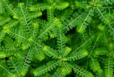 Ampuh Cegah Batu Ginjal hingga Turunkan Tekanan Darah, Ini Manfaat Daun Meniran untuk Kesehatan Tubuh 