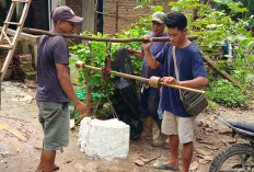 Harga Karet di Seluma Melonjak Tembus Rp20 Ribu per Kilogram, Petani Berharap Tren Bertahan