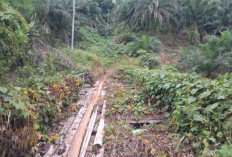 HUT RI ke-81, Warga Batu Ampar Seluma Masih Berjuang Dapatkan Akses Jalan Layak