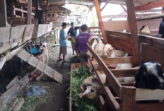 Banjir Orderan Jelang Iduladha 1447 H, Peternak di Kepahiang Kantongi Cuan Jutaan Rupiah per Ekor
