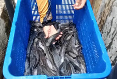 Bantu Penuhi Kebutuhan Protein, DKP Kota Bengkulu Jual Lele dan Bibit Murah di BBI