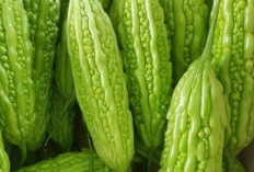 Cek di Sini! Efek Samping Pare yang Perlu Diketahui, Berlebihan Bisa Sebabkan Gangguan Pencernaan
