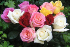 Ada Mawar Hybrid Tea hingga Mawar Rugosa, Yuk Kenali Ragam Jenisnya Disini!