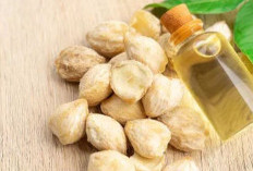 Cek di Sini! Manfaat Minyak Kemiri bagi Kesehatan, Tak Hanya untuk Merawat Rambut