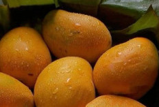 Buah Mangga Punya Efek Samping bagi Kesehatan, Cek di Sini! Hati-hati Berlebihan