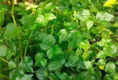 Ada Sederet Kelompok Orang yang Pantang Konsumsi Daun Sirih Cina, Siapa Saja?