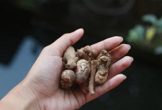 Bantu Lancarkan Haid hingga Cerahkan Wajah, Ini Manfaat Kencur Bagi Wanita 