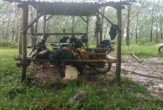 Kilat Maut di Perkebunan Karet: 1 Pekerja PTPN VII Tewas Disambar Petir, 2 Lainnya Luka-luka