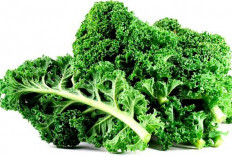 Waspadai Sekarang Juga! Ini 4 Efek Samping Berbahaya Mengonsumsi Sayur Kale Berlebihan 