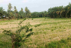 Kemarau Berkepanjangan, Puluhan Hektare Sawah Tadah Hujan di Seluma Belum Bisa Ditanami Padi