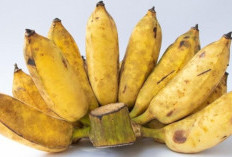 Jangan Konsumsi Pisang Berlebihan Bisa Picu Segudang Efek Samping, Ini Penjelasannya!