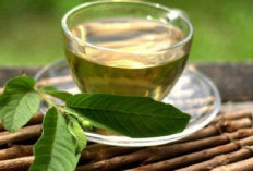 Ini 5 Cara Tepat Olah Daun Jambu Biji Jadi Obat Tradisional 