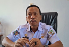 Tembus 1,1 Ton, Sapi Simental Asal Mukomuko Diusulkan Jadi Kurban Presiden di Bengkulu