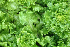 Sayur Kale Tawarkan Segudang Manfaat Tersembunyi untuk Dunia Kecantikan, Cek Sekarang!