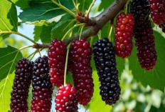 Memenuhi Kebutuhan Antioksidan, Ini Manfaat Buah Murbei bagi Kesehatan yang Perlu Diketahui