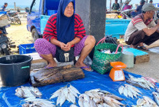 Harga Ikan Laut di Bengkulu Selatan Naik, Cuaca Buruk Tekan Hasil Tangkapan