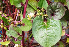 Dipercaya Ampuh Sembuhkan Luka dengan Cepat, Ini Manfaat Daun Binahong untuk Kesehatan