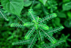 Ini Daftar Kelompok Orang yang Dilarang Konsumsi Daun Meniran, Siapa Saja?