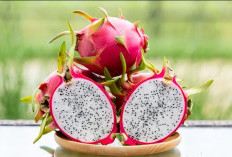 Konsumsi Buah Naga Baik untuk Jaga Kesehatan Tubuh, Cek Disini Manfaatnya!