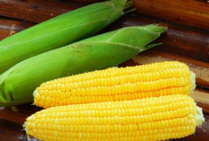 Jadi Sumber Vitamin A, Cek Disini Manfaat Jagung Manis untuk Kecantikan Kulit 