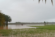 Total 186 Hektare Lahan Rusak, Pemkab Seluma Janji Kirim Bibit Gratis ke Petani Korban Banjir