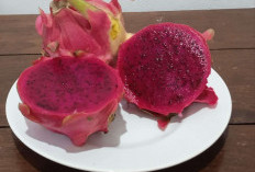 Kilas Balik Fakta Unik yang Tersembunyi dalam Buah Naga, Bisa Tunda Rasa Lapar Loh!
