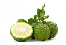Tinggi Kandungan Vitamin C, Ini Manfaat Tak Terduga Jeruk Purut Bagi Kesehatan Tubuh