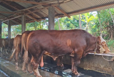 Jelang Iduladha, Tim Setpres Cek Sapi Kurban Bantuan Presiden Prabowo di Kota Bengkulu