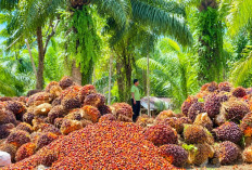 Harga Sawit di Bengkulu Selatan Stabil, Tertinggi Tembus Rp2.800 per Kilogram