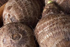 Ini Efek Samping Talas bagi Kesehatan, Dikonsumsi Berlebihan Bisa Sebabkan Gangguan Pencernaan