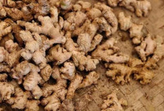 Jahe Emprit Bagus untuk Kesehatan Wanita, Cek Manfaatnya Disini!