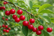 Ini Buah yang Dapat Membantu Menurunkan Kadar Asam Urat, Mudah untuk Dikonsumsi