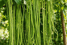 Perlu Tahu! 8 Manfaat Kacang Panjang untuk Kesehatan, Kaya Serat dan Bantu Melancarkan Pencernaan