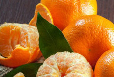 Perlu Tahu! 7 Makanan yang Dapat Membantu Meningkatkan Imunitas Tubuh