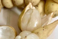 Cek di Sini! Efek Samping Buah Duku bagi Kesehatan yang Perlu Diketahui