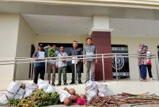 3 Petani Mukomuko Dituntut PT DDP Rp3 Miliar, Tak Sanggup Bayar, Serahkan Pisang, Ubi Hingga Kelapa 