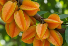 Perlu Tahu! Efek Samping Buah Belimbing bagi Kesehatan, Hati-hati Konsumsi Berlebihan
