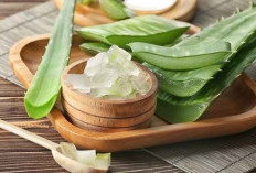 Cegah Kerontokan Rambut dengan Gunakan Lidah Buaya, Cek Manfaat Lengkapnya Disini!
