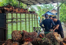 Harga Sawit di Seluma Stagnan, Bertahan di Rp 2.600 per Kilogram