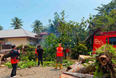 Hujan Disertai Angin Kencang Terjang Bengkulu Selatan, Pohon Tumbang dan Longsor Ganggu Akses Jalan