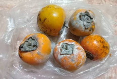 Jarang Diketahui! Ini Ragam Fakta Unik dari Buah Kesemek