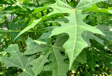 Ini Manfaat Daun Pepaya untuk Kesehatan, Kaya Nutrisi dan Senyawa Alami yang Baik bagi Tubuh