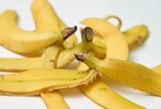 Ampuh Ringankan Sakit Kepala hingga Redakan Emosi, Berikut Manfaat Kulit Pisang untuk kesehatan 