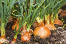 Ini Cara Menanam Bawang Bombai dengan Benar, Tumbuh Subur dan Panen Melimpah