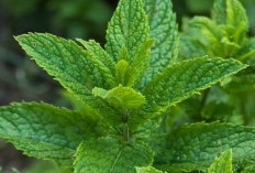 Komedo Membandel Bisa Teratasi dengan Daun Mint, Cek Disini 6 Manfaatnya untuk Kecantikan 