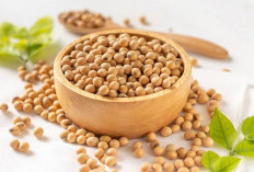 Ada 7 Efek Samping Mengonsumsi Kacang Kedelai Secara Berlebihan, Cek Disini!