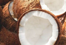 Bisa Konsumsi Secukupnya, 7 Manfaat Kelapa untuk Kesehatan Tubuh yang Perlu Diketahui