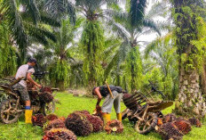 Harga TBS Sawit di Bengkulu Selatan Merosot Tajam, Petani Keluhkan Penghasilan Menurun