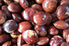 Ini 7 Efek Samping Jengkol bagi Kesehatan, Konsumsi Berlebihan Bisa Sebabkan Nyeri Buang Air Kecil
