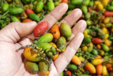Berisiko Buruk, Berikut Efek Samping Konsumsi Melinjo Secara Berlebihan 